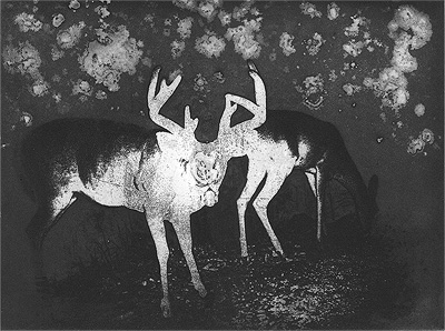 Illumination of Buck and Doe